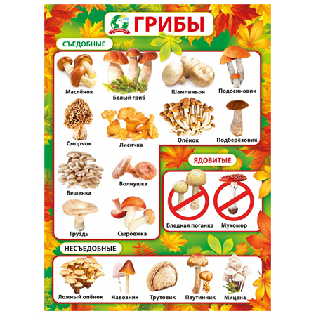 картинка Плакат " Мир поздравлений " 941 А2 Грибы