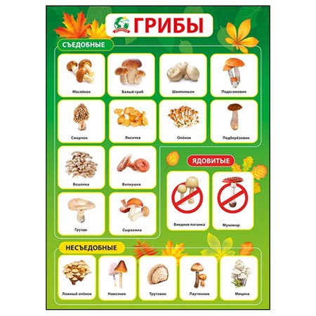 картинка Плакат " Мир поздравлений " 941 А2 Грибы
