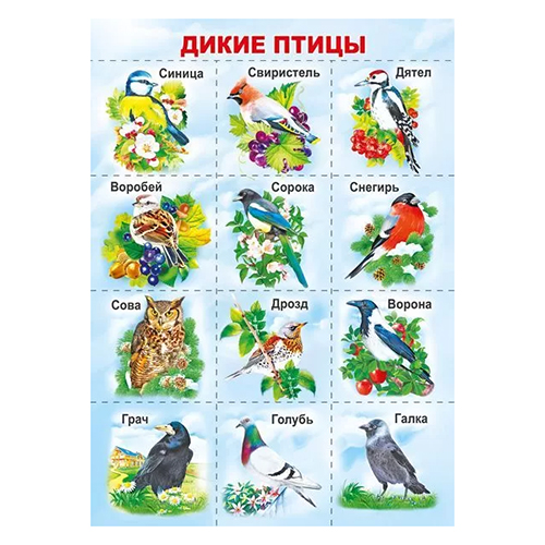 картинка Плакат " Мир поздравлений " 409 А4 Птицы, мелованный картон 190г/м2, без отделки