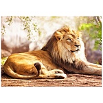 Картина алмазная " Рыжий кот " 30*40см Отдыхающий гордый лев, с частичным заполнением, без подрамника