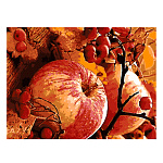 Картина по номерам " Lori " 28,5*38см Осенние яблоки, состав набора: основа на картоне с контуром, краски, кисть, вспомогательный лист, акриловый лак, инструкция, картонная упаковка, европодвес