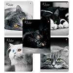 Тетрадь А5 48л клетка " Альт " Кошки. Яркий взгляд, офсет, на скобе, обложка - мелованный картон, сплошной УФ-лак, скругленные углы, 5 дизайнов в спайке