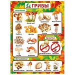 Плакат " Мир поздравлений " 941 А2 Грибы