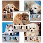 Тетрадь А5 48л " Альт " Сладкие щенята, клетка, офсет, на скобе, обложка- мелованный картон, гибридный УФ-лак, конгревное тиснение, скругленные углы, 5 дизайнов