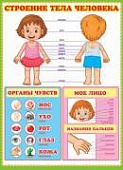 Плакат " Мир открыток " 0-02 А2 Строение тела человека
