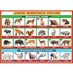 Плакат " Мир открыток " 0-02 А2 Дикие животные России